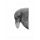 Huginn (Print Only) thumbnail