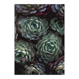 Succulent Plant Ii (Print Only) thumbnail