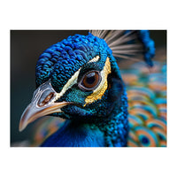 Close Up Of A Peacock Head And Eye (Print Only)