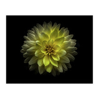 Backyard Flowers No 128 Color Version (Print Only)