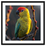 Close Up Of A Colorful Jenday Conure thumbnail