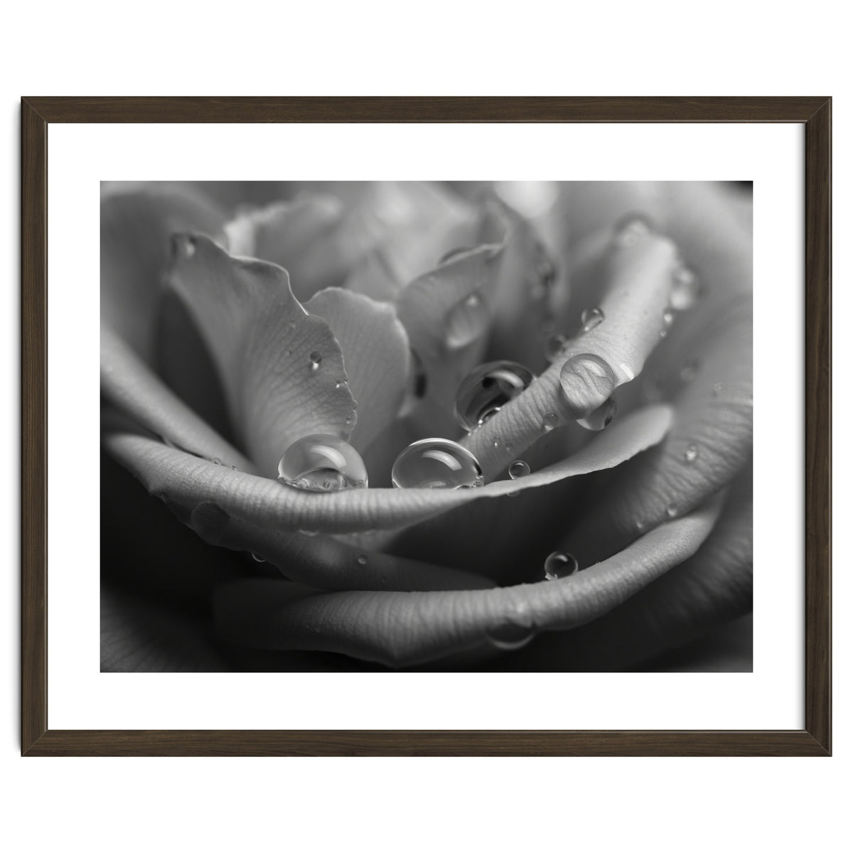 Ethereal Monochromatic Rose Petal Macro