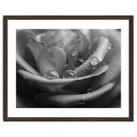Ethereal Monochromatic Rose Petal Macro