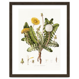 William Curtis – Dandelion (1777–1798) thumbnail