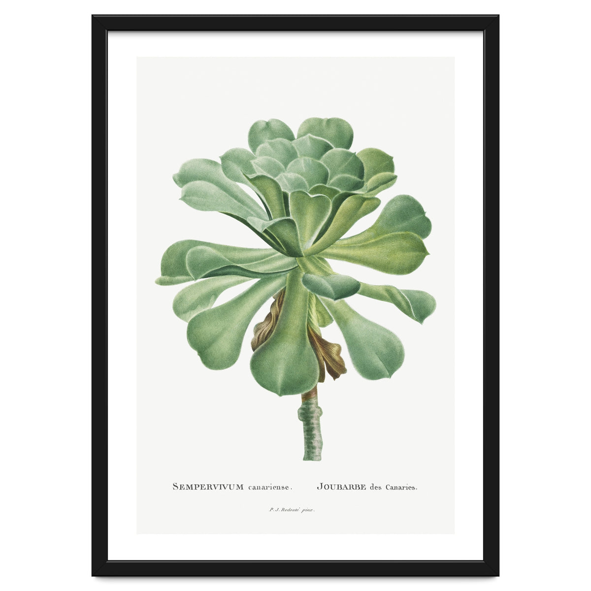 Pierre-Joseph Redouté – Sempervivum Canariense (1799)