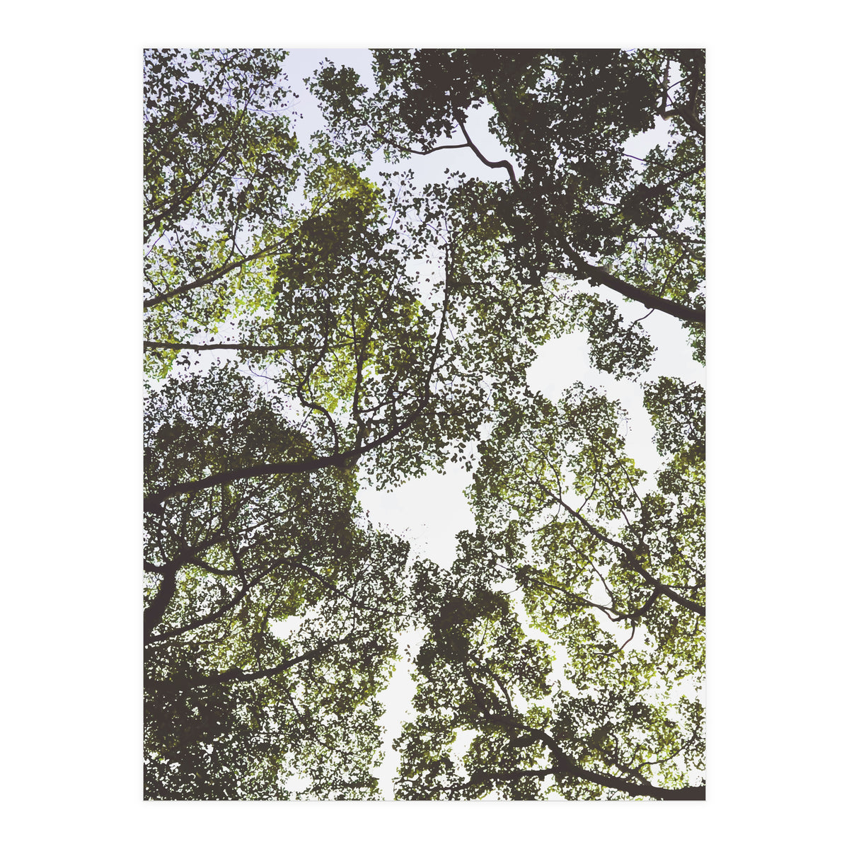 Mother Nature (Print Only)