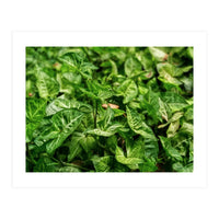Green Arrow Head Plant Leaves (Print Only)