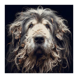 Old Dog 010 (Print Only) thumbnail