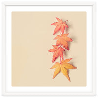 Maple In Pastel