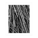 Black Tectorius Plant Shoots Art (Print Only) thumbnail