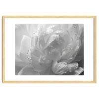 Ethereal Monochromatic Peony Petal Macro
