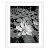 Hylas | Black & White thumbnail