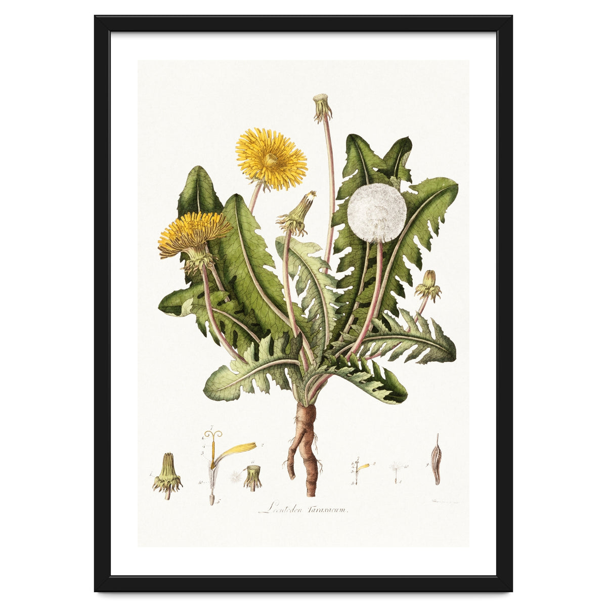 William Curtis – Dandelion (1777–1798)