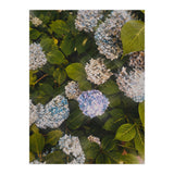 Hydrangeas | Portrait (Print Only) thumbnail