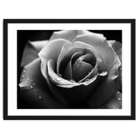Ethereal Monochromatic Rose Petal Macro