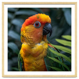 Close Up Of A Colorful Sun Conure Parrot thumbnail