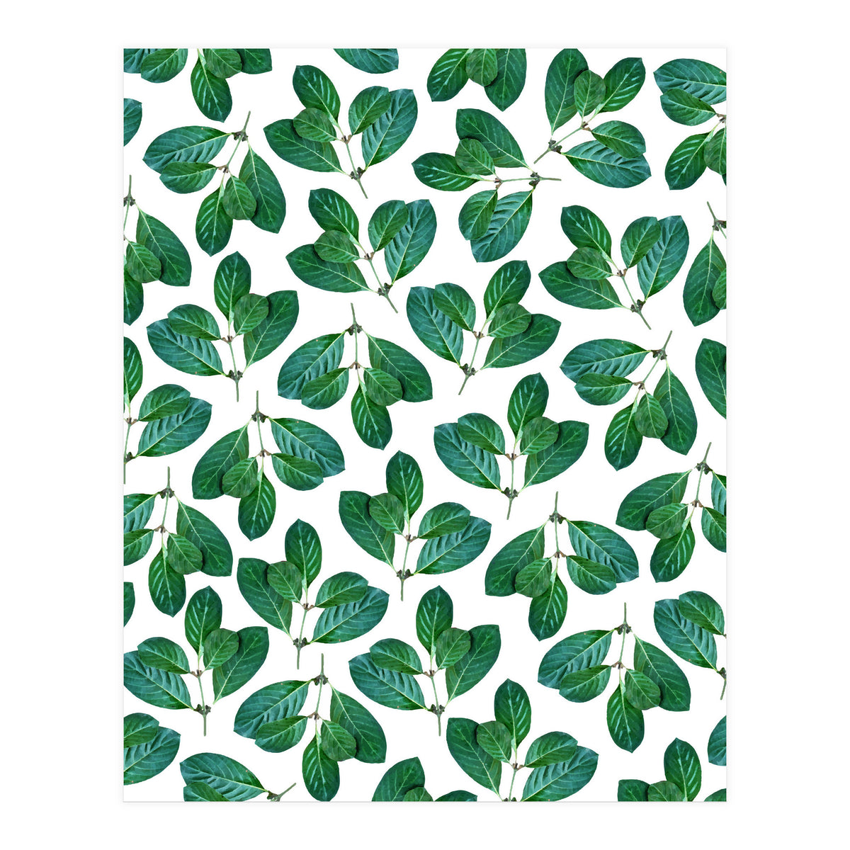 Lemon Leaf (Print Only)