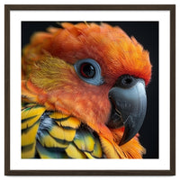 Close Up Of A Sun Conure Parrot's Head