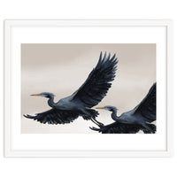 Migrating Herons