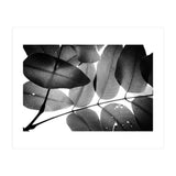 Branches and Leaves, 2016, 3 (Print Only) thumbnail