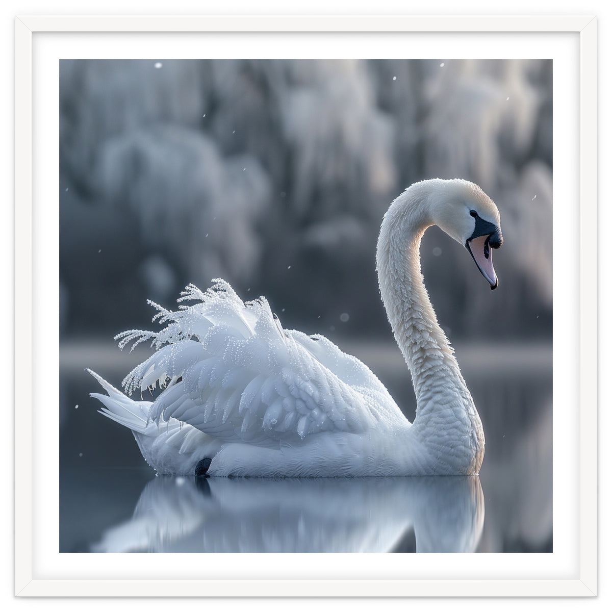 Majestic White Swan Gracefully Floating On Water