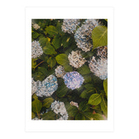 Hydrangeas | Portrait (Print Only)