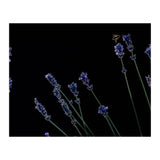 Honeybee and lavender (Print Only) thumbnail