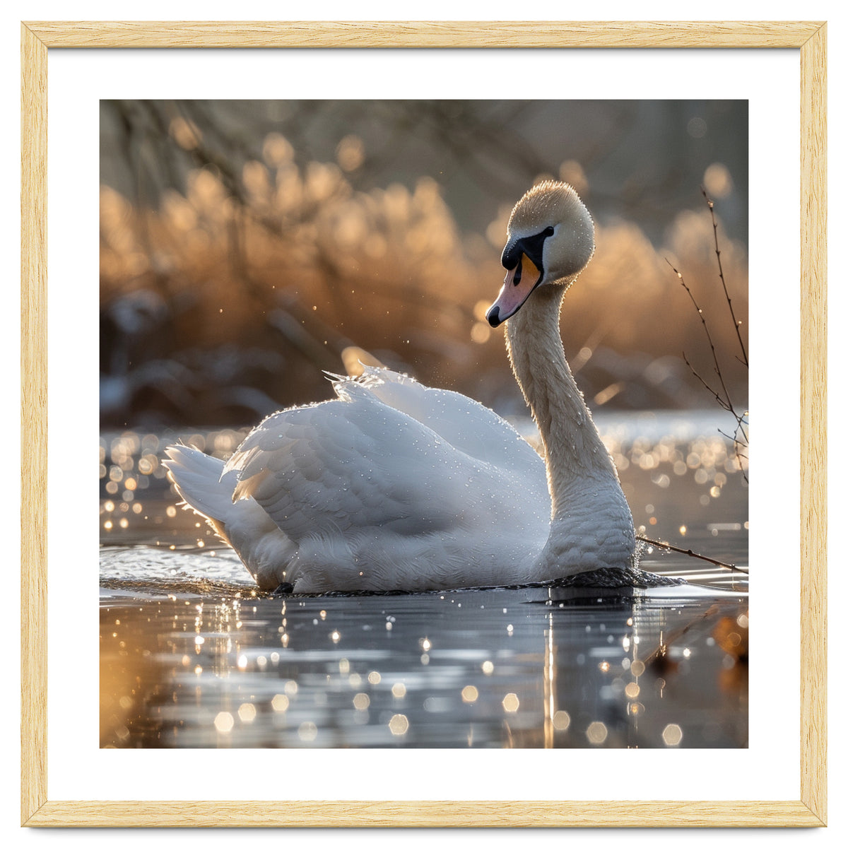 Majestic Swan On Calm Water During Sunset Nature Scene