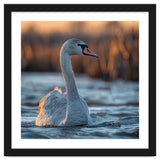 Elegant Swan Gliding On Water At Sunset thumbnail