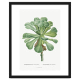 Pierre-Joseph Redouté – Sempervivum Canariense (1799) thumbnail