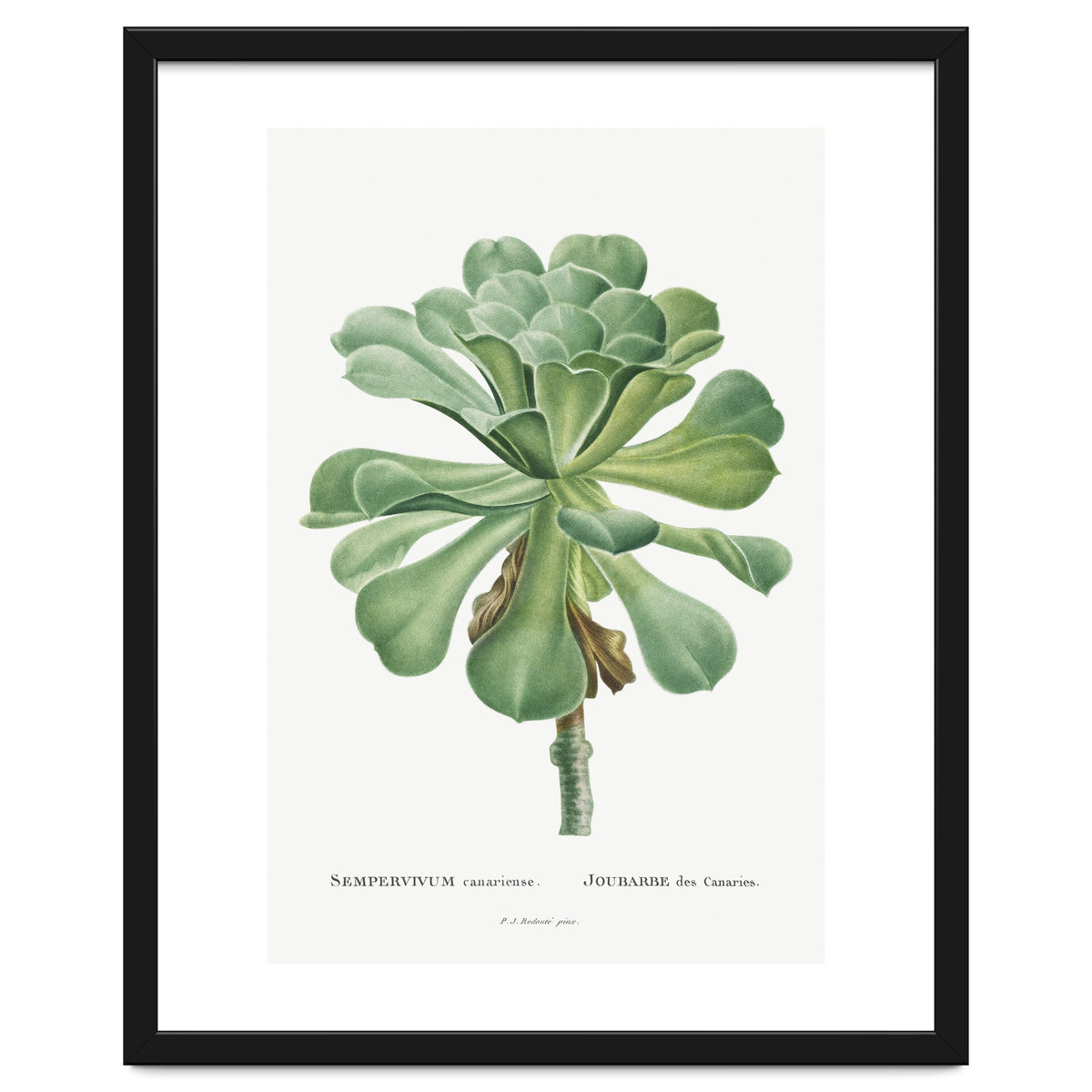 Pierre-Joseph Redouté – Sempervivum Canariense (1799)