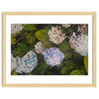 Hydrangeas | Landscape