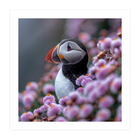 Atlantic Puffin Amidst Pink Heather Flowers (Print Only)