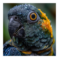 Close Up Of A Wet Macaw Parrot Head (Print Only)