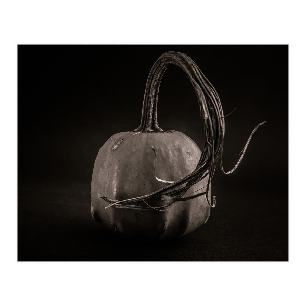 Gourds No 14 (Print Only)