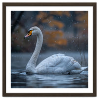 Swan Floating Gracefully On Water In Autumn