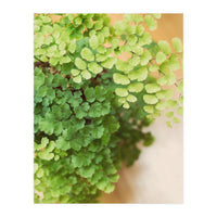 Maidenhair Queen (Print Only)