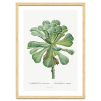 Pierre-Joseph Redouté – Sempervivum Canariense (1799)