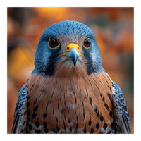Close Up Of A Kestrel Bird Of Prey Portrait (Print Only)