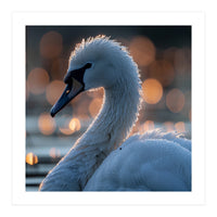 Close-up Shot of a Swan with Water Droplets (Print Only)