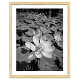 Hylas | Black & White thumbnail
