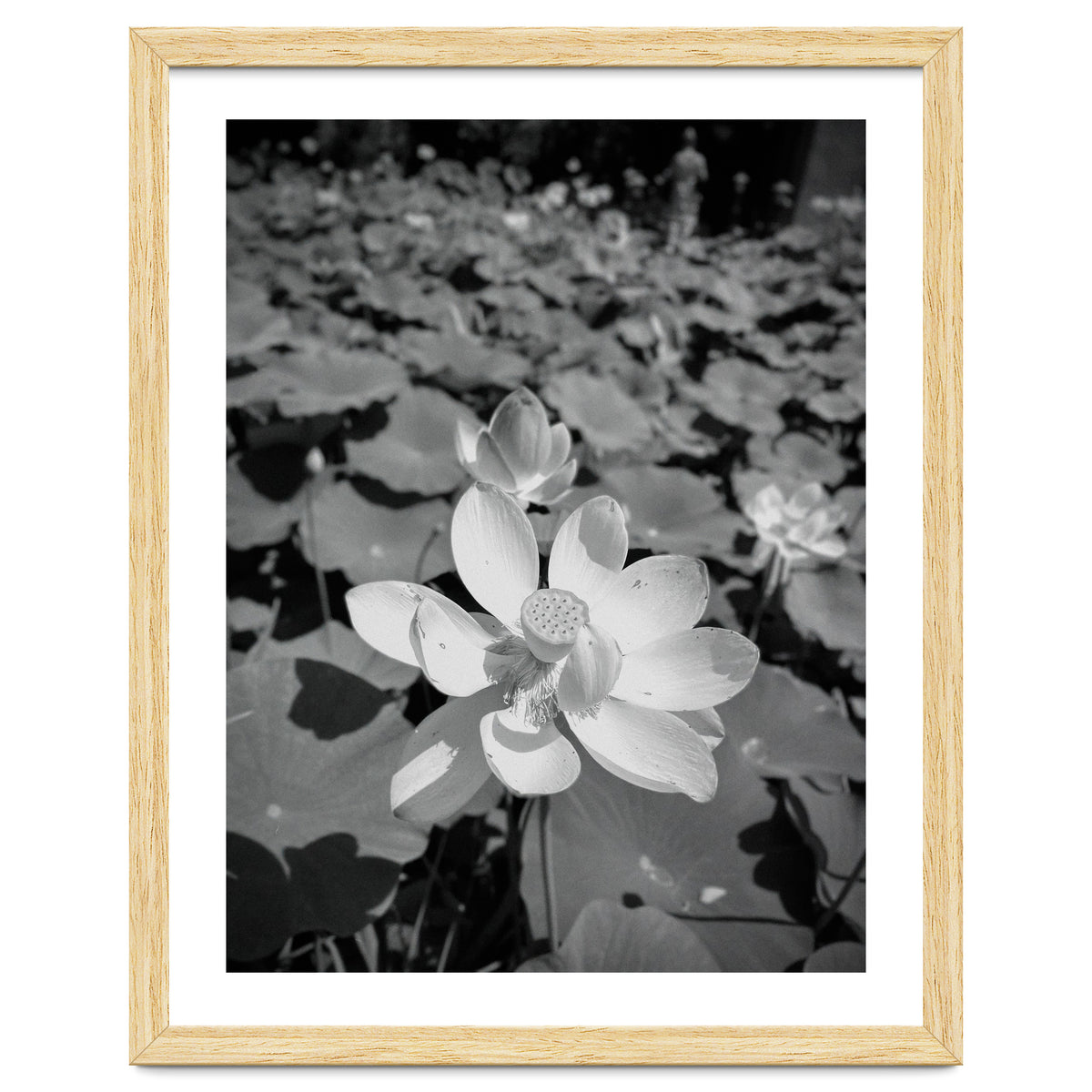 Hylas | Black & White