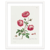 John Edwards – Larger Provence Rose (1770–1775) thumbnail