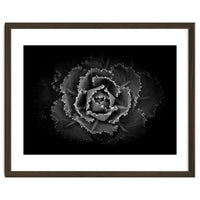 Backyard Flowers In Black And White No 101