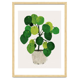 Pilea Plant thumbnail