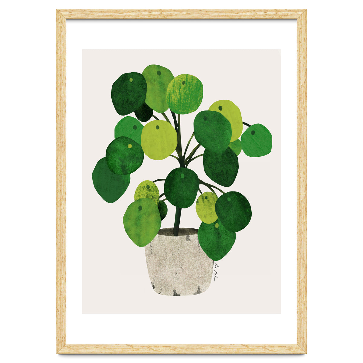 Pilea Plant