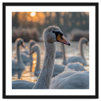 Close Up Of Swan With Water Droplets At Sunrise