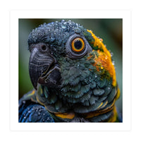 Close Up Of A Wet Macaw Parrot Head (Print Only)