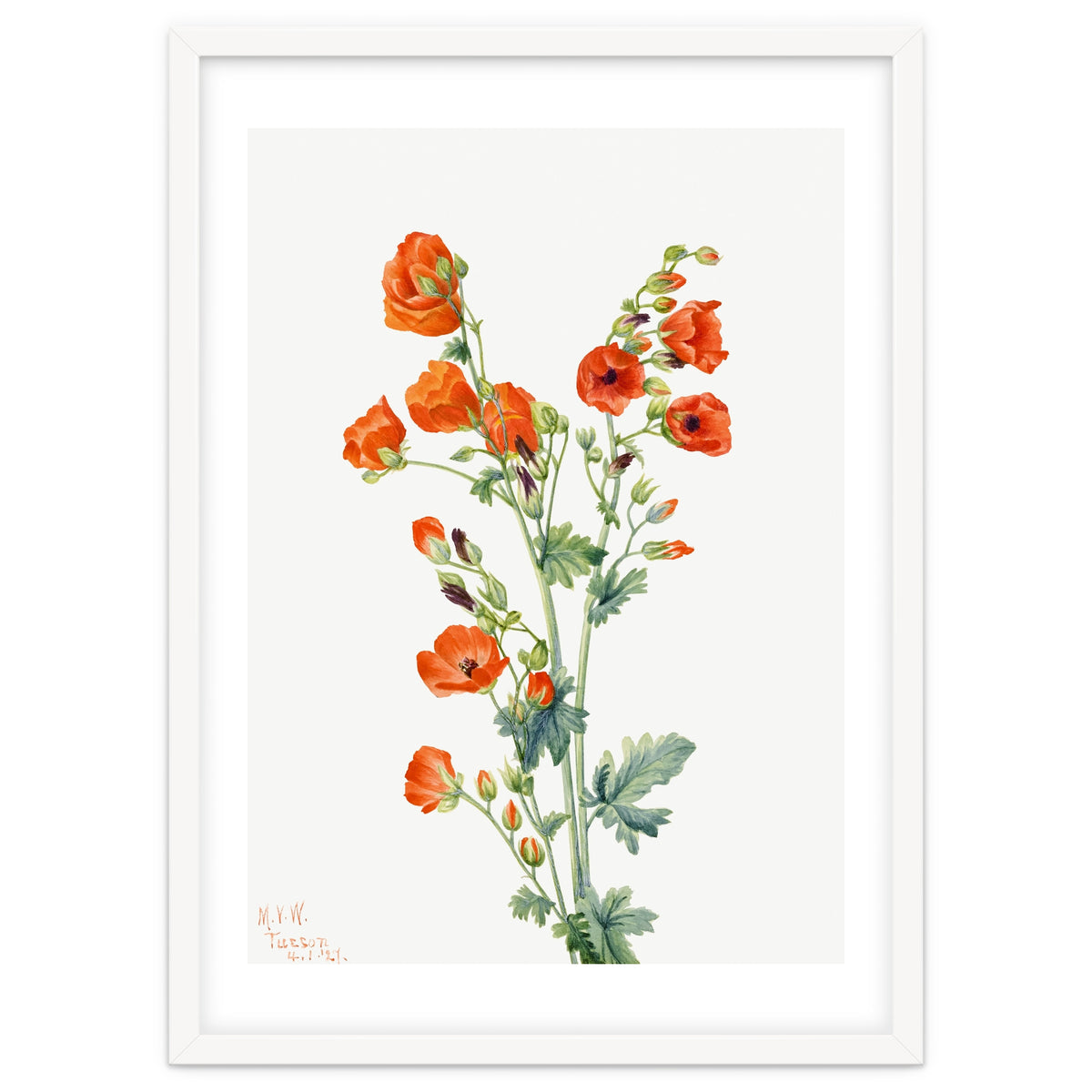 Mary Vaux Walcott – Scarlet Globe Mallow (Sphaeralcea grossulariaefolia) (1927)