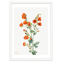 Mary Vaux Walcott – Scarlet Globe Mallow (Sphaeralcea grossulariaefolia) (1927)